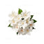 Jasmine